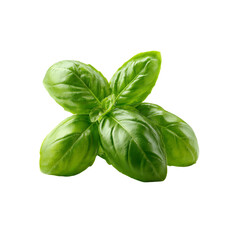 Fototapeta premium Fresh Green Basil Sprig Isolated on Black Background