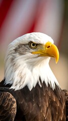 Close-up eagle portrait (3)