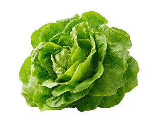 Close-up of a vibrant green head of lettuce, tightly curled leaves