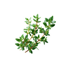 Fresh Thyme Sprig, Aromatic Herb Close-up