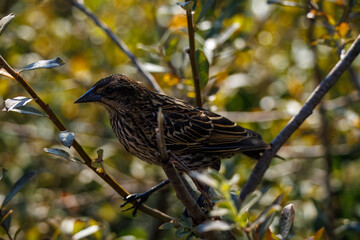 A female Red-winged blackbird is perched on a branch. The bird has a brown, streaked body and a dark beak, set against a blurry background of green and yellow foliage.