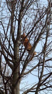 Red-haired cat clumsily climbs down from tree, clinging to branches with his tail. Ginger cat early spring on tree