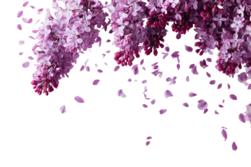 Delicate lilac blossoms and falling petals against a black background.  A profusion of soft purple and pink lilac flowers in full bloom, with petals gently falling, creating a beautiful, airy effect