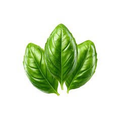 Fototapeta premium Three Fresh Basil Leaves with Water Droplets on Black Background