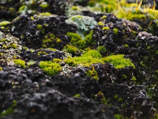Vibrant green moss and pale lichen growing across dark rocky terrain with thin yellow stalks, creating a rich patchwork of textures in a shaded forest setting