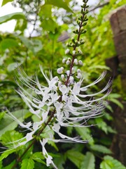 Cat's whiskers plant flowers