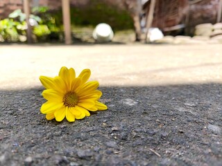 Beautiful Yellow Aster Alone with Blur Background