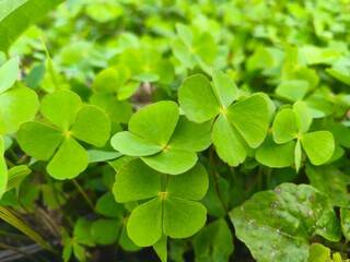 Water Clover in Wild Close-Up