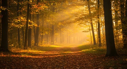 A sunlit path through a dense forest with autumn leaves covering the ground and trees with yellow leaves