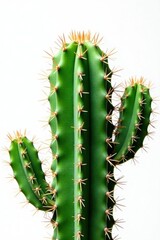 Naklejka premium A vibrant green cactus, spines sharply defined, isolated on pure white , sharp, photography, southwest