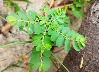 Close-Up of Bhumi Amla (Phyllanthus niruri) A Medicinal Herb