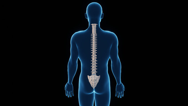 3D Rendered Illustration of a Human Spinal Cord, Spinal Cord Back View