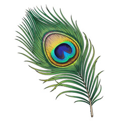 Obraz premium Detailed illustration of a vibrant peacock feather, showcasing intricate color patterns and delicate structure.