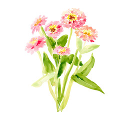 Obraz premium Watercolor Pink Zinnia Flowers Illustration