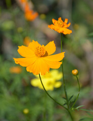 yellow cosmos flower in the garden
