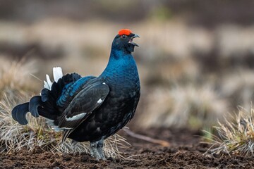 Experience the beauty of the black grouse in its natural habitat, showcasing its striking plumage and courtship displays. A perfect image for nature publications and conservation efforts.