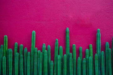 Cactus wallpaper and pink wall background © Alex Borderline