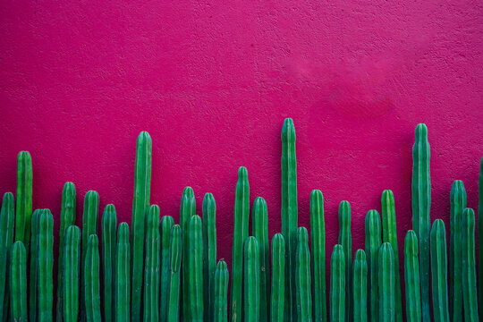 Cactus wallpaper and pink wall background