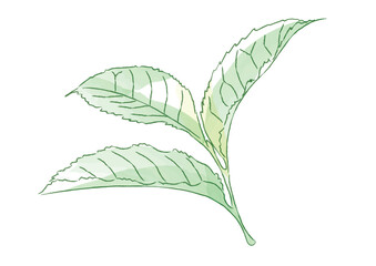 茶葉_tea leaves