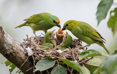 pair of colorful parrots