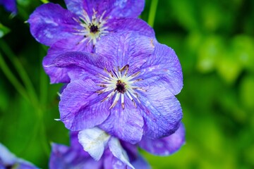 Obraz premium A breathtaking closeup view of vibrant purple flowers beautifully contrasting with a lush green background