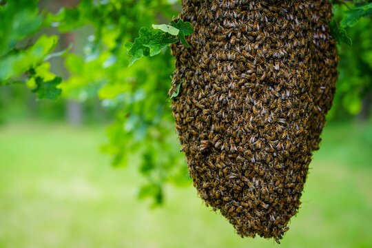 A stunning image of a honey bee swarm on a branch, showcasing nature s beauty and the crucial role of pollinators. Ideal for educational content on beekeeping and environmental awareness.