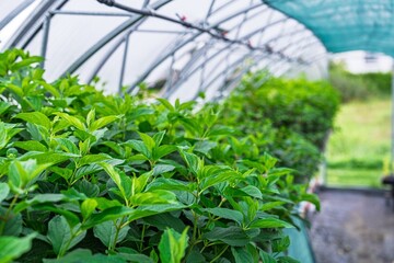 A lively greenhouse scene features rows of healthy green plants under a clear roof. This image highlights sustainable agriculture, growth, and environmental awareness in horticulture.