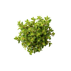 Fresh Thyme Herb Bush, Aerial View