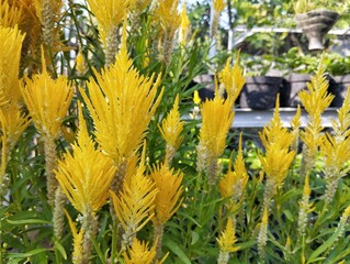Yellow celosia flowers (Celosia argentea) in outdoor garden