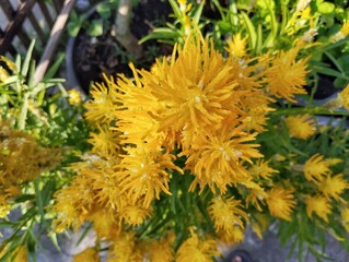 Yellow celosia flowers (Celosia argentea) in outdoor garden, Top view 