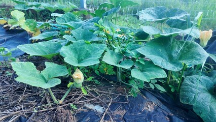 Close-up of a bright yellow pumpkin flower blooming in a natural vegetable garden, surrounded by large green leaves. Represents organic farming, edible flowers, and tropical homegrown plants.