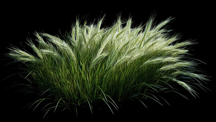 Lush green ornamental grass with feathery plumes illuminated against a dark black background