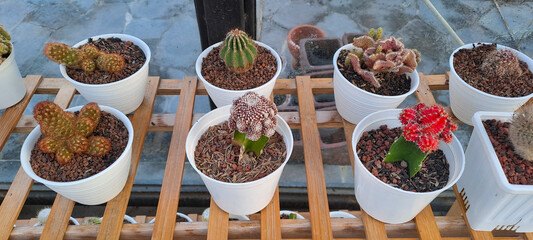 cactus, ball cactus, Echinopsis tubiflora , botany, top view	