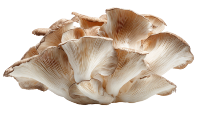Close-up of a cluster of oyster mushrooms (3)