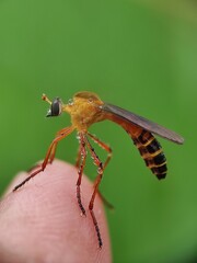 macro photos in nature