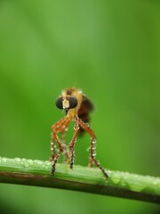 macro photos in nature