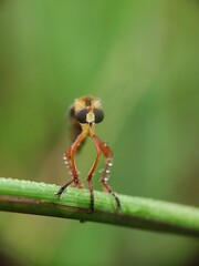 macro photos in nature