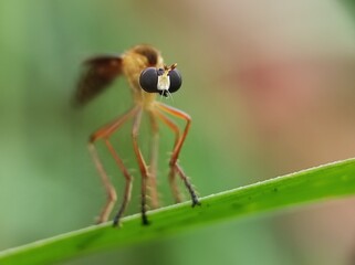 macro photos in nature