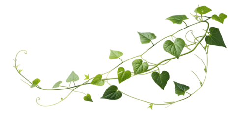 Delicate green vine with heart shaped leaves gracefully curving and twisting across a clean white background isolated on white background