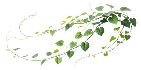 A lush green climbing vine with heart shaped leaves and tendrils gracefully curving and twisting isolated on white background