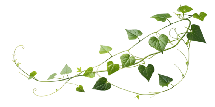 Delicate green vine with heart shaped leaves gracefully curving and twisting across a clean white background isolated on white background