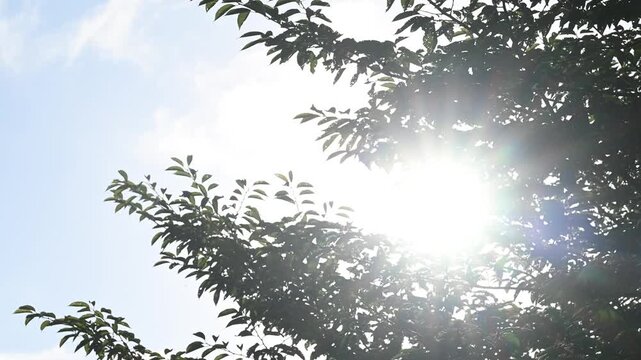夏の眩しい空とうるさいクマゼミの蝉の声音入り　夏の暑いイメージインサート動画　暑い～～
