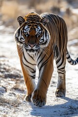 Obraz premium Tiger Walking Towards Camera