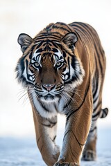 Fototapeta premium Sumatran Tiger Walking Towards Camera