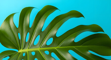 Monstera Leaf on Bright Blue Background, Tropical Plant