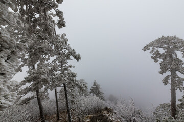 Frost covered black pine trees and fog in a wild mountain area in Eastern Europe