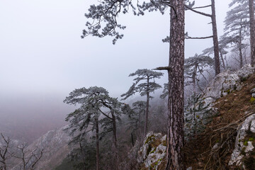 Frost covered black pine trees and fog in a wild mountain area in Eastern Europe
