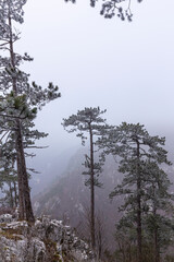 Frost covered black pine trees and fog in a wild mountain area in Eastern Europe