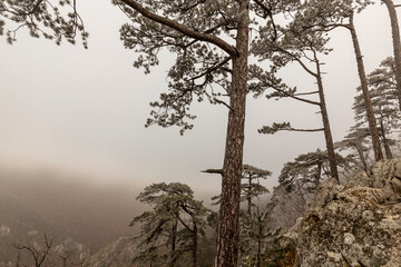 Frost covered black pine trees and fog in a wild mountain area in Eastern Europe