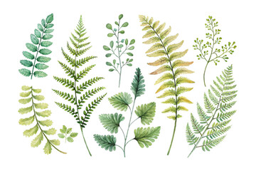 set of watercolor maidenhair fern vector illustration isolated on white background © Tanvir Rana